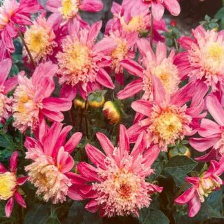 Dahlia Anemone Flowered Siemen Doorenbosch