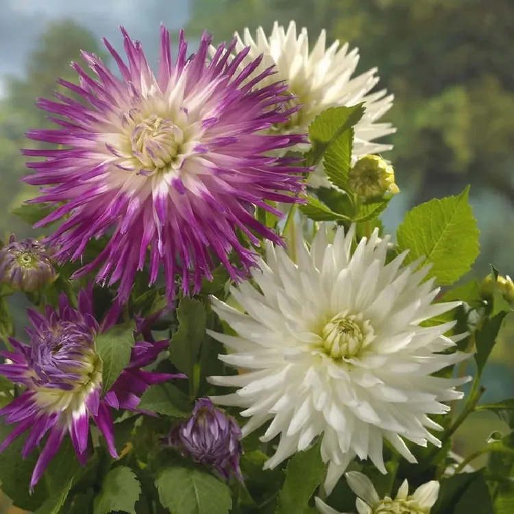 Dahlia Cactus Purple-White / White - Pack of Three
