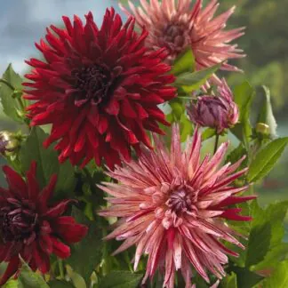 Dahlia Cactus - Red/Red-White Mix - Pack of Three