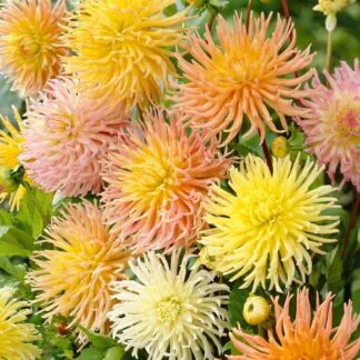Dahlia Cactus - Star Surprise - Pack of Three