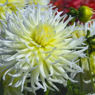 Dahlia White Star - Semi Cactus