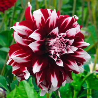 Dahlia x Factor