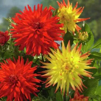 Dahlia Cactus Red / Red-Yellow - Pack of Three Plants