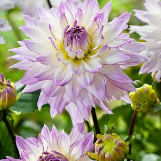 Dahlia Crazy Love