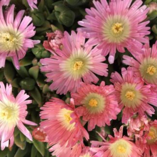 Delosperma Sutherlandii 'Peach Star'