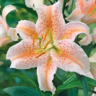 Lilium Oriental Salmon Star - Pack of Five Lily Bulbs