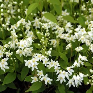 Deutzia Gracilis Nikko - White Deutzia