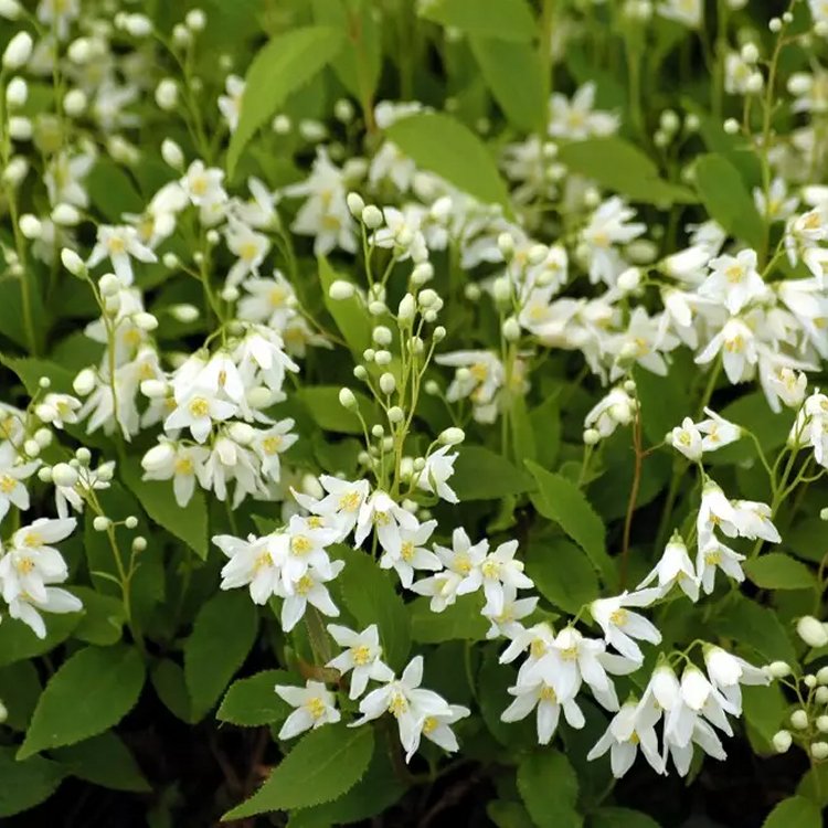 Deutzia Gracilis Nikko - White Deutzia