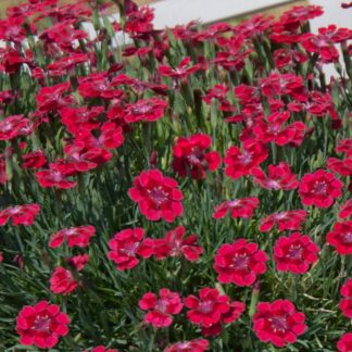 Dianthus Pashmina 'Berry Red' - in Bud & Bloom