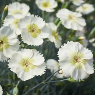 Dianthus Mojito