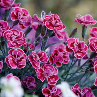 Dianthus Purple Wedding - Fragrant Pink in Bud & Bloom