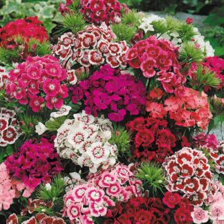 Sweet Williams - Dianthus Barbatus Indian Carpet Mixed- in Bud And Bloom