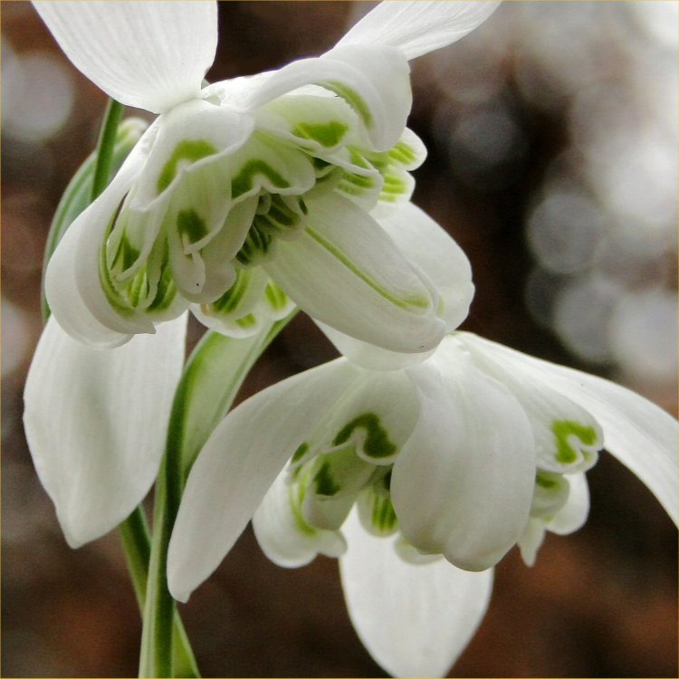 Rare Double Flowered Snowdrops - Galanthus Nivalis Flore Pleno (Var Hippolyta)