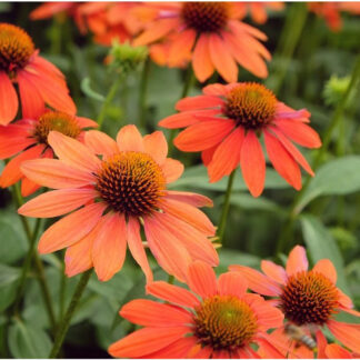 Echinacea Lakota Orange