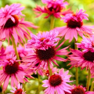 Echinacea Purpurea 'Double Decker'