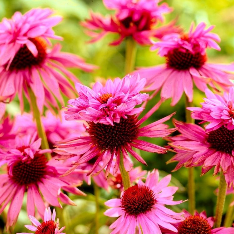 Echinacea Purpurea 'Double Decker'
