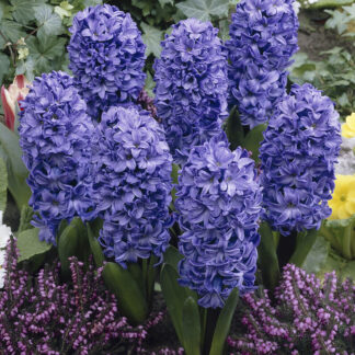 Blue Star Hyacinth Trio in Bud And Bloom
