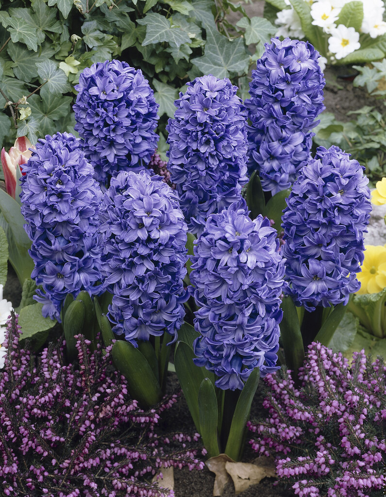 Blue Star Hyacinth Trio in Bud And Bloom