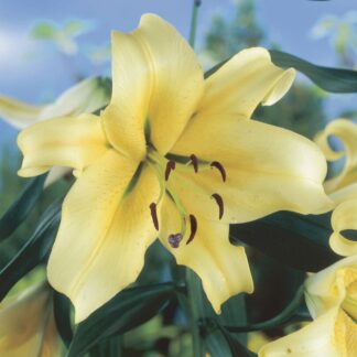 Lilium Tower Honeymoon - Pack of Three Lily Bulbs