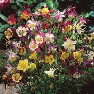 Aquilegia 'Mckana Hybrids'