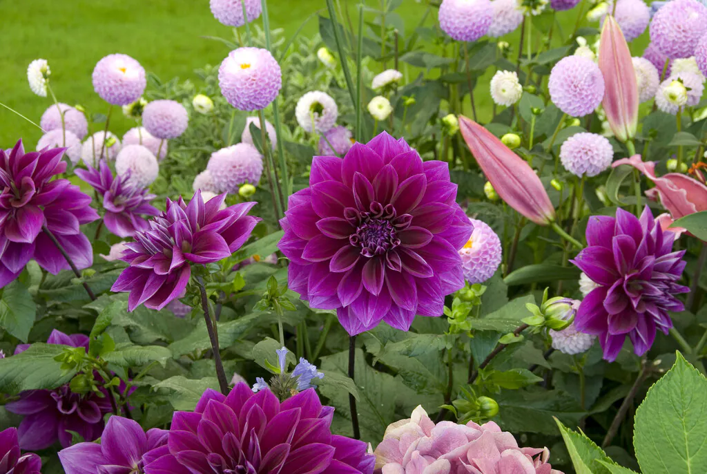 Dahlia Frans Kafka