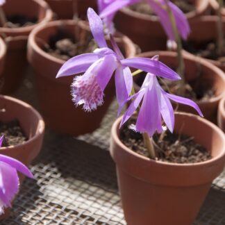 Pleione Formosana 'Tongariro' - Garden Orchid