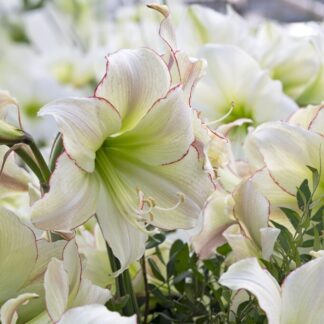 Amaryllis - Lemon Cream - Hippeastrum Bulb
