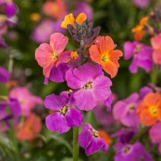Erysimum Erysistible™ Magenta - in Bud & Bloom