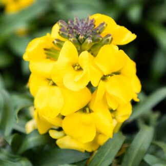 Erysimum 'Leya Yellow Glow' - Wallflower
