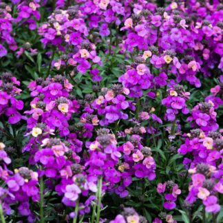Erysimum Lilac Glow - Perennial Wallflower - in Bud & Bloom