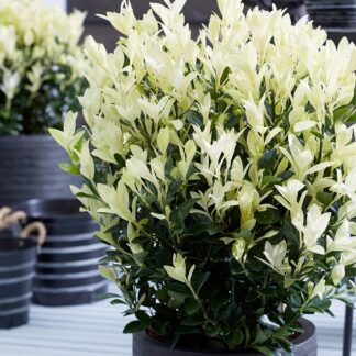 Euonymus Japonica Himalaya