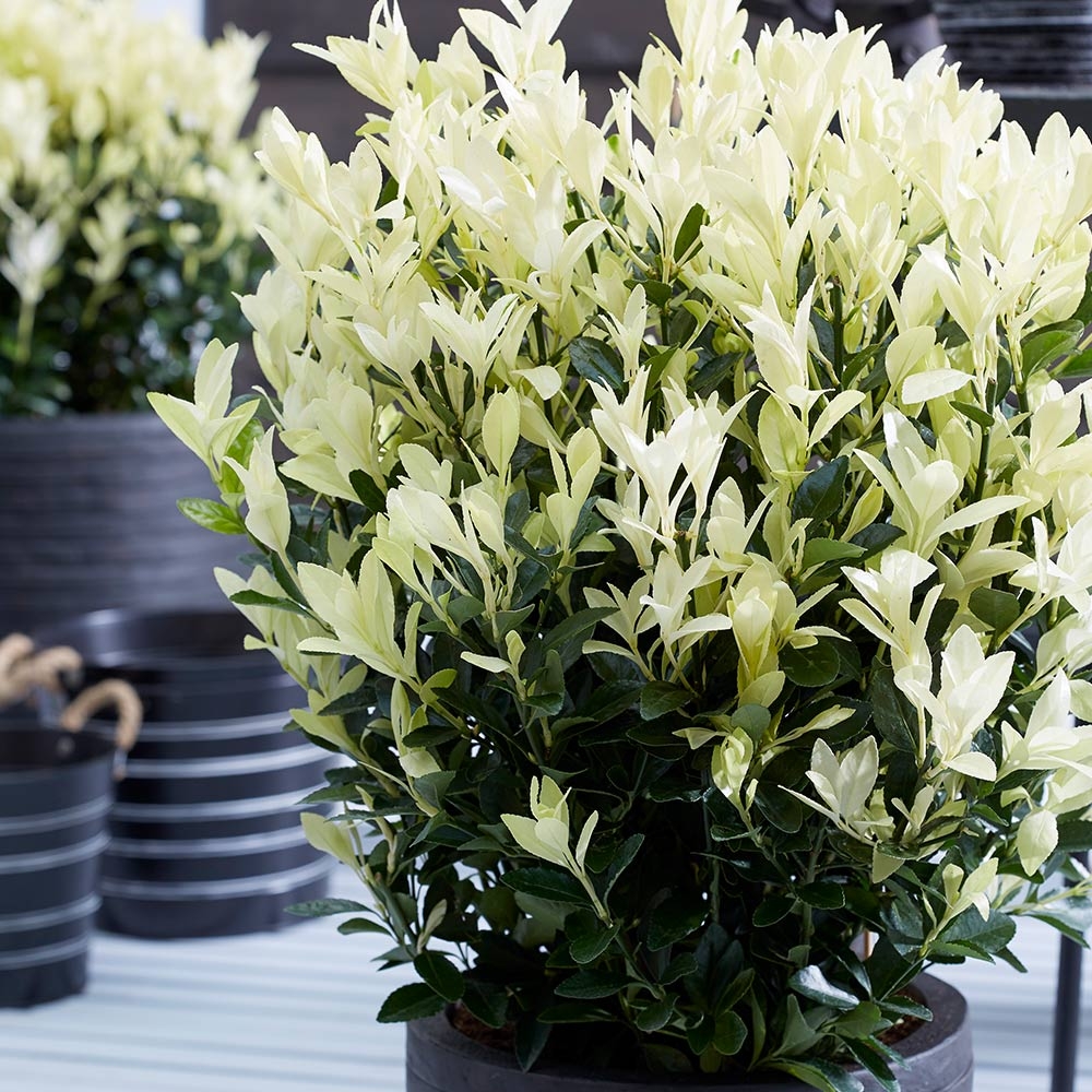 Euonymus Japonica Himalaya