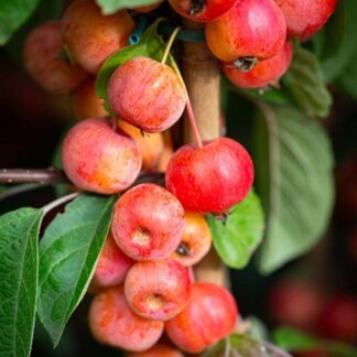 Crabapple Tree - Malus Evereste - 120-130cm