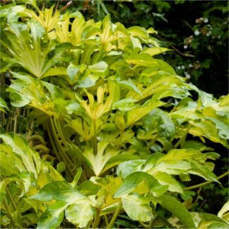 Camouflage Fatsia Japonica Annelise - Golden Variegated 'Murakumo Nishiki' Japanese Aralia