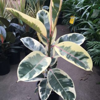 Ficus Elastica Tineke - Variegated Rubber Plant - 50-60cm Tall