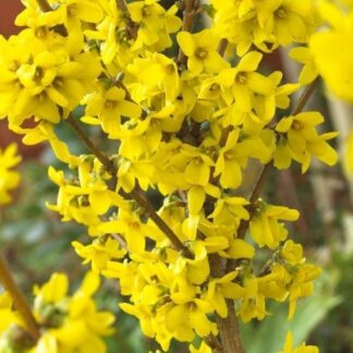Forsythia Intermedia Week-End - Large Shrub - in Bud & Bloom