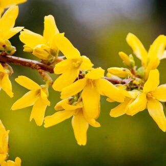 Forsythia Intermedia Minigold - in Bud & Bloom