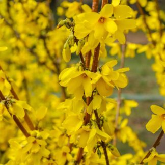 Forsythia x Intermedia 'Spectabilis' - in Bud & Bloom