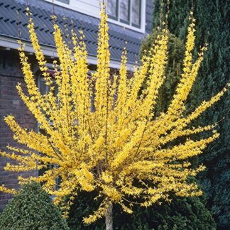 Forsythia Intermedia Weekend - Patio Standard Tree - in Bud & Bloom