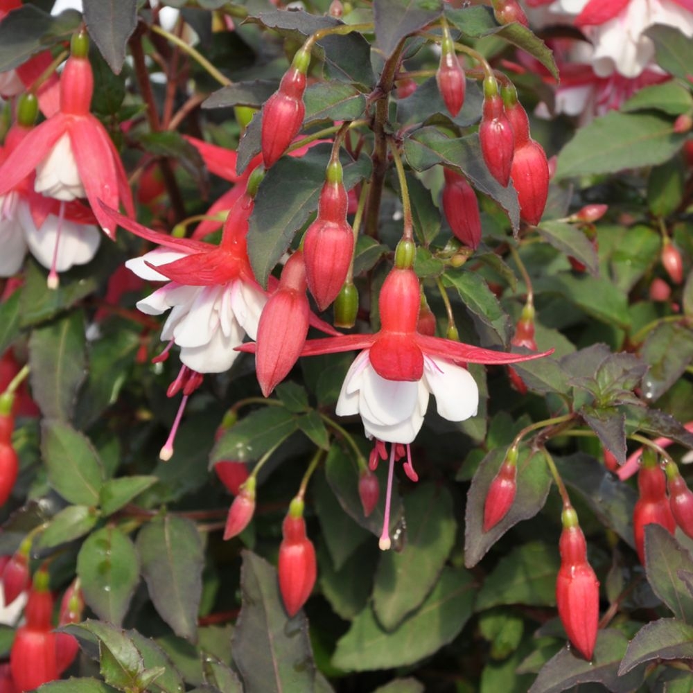Fuchsia Alice Hoffman - Hardy Fuchsia