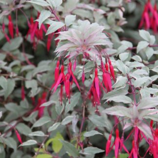 Fuchsia 'Versicolor'