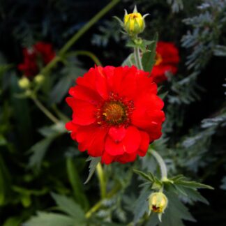 Geum Firestarter - Avens