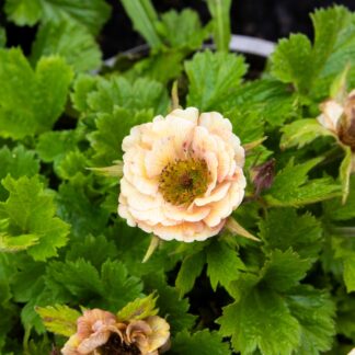 Geum Tempo Orange