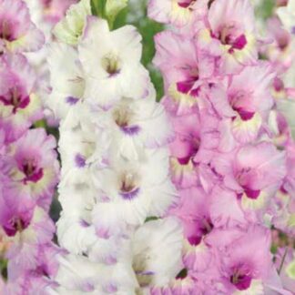 Gladiolus Sweet Cocktail - Pack of 25 Gladioli Corms