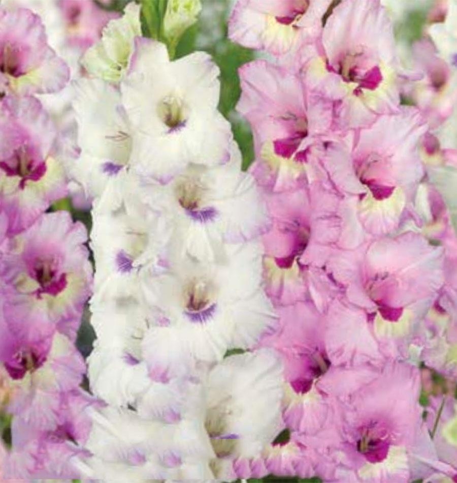 Gladiolus Sweet Cocktail - Pack of 25 Gladioli Corms