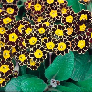 Primula Gold Lace - Gold Laced Polyanthus Plants - in Bud & Bloom