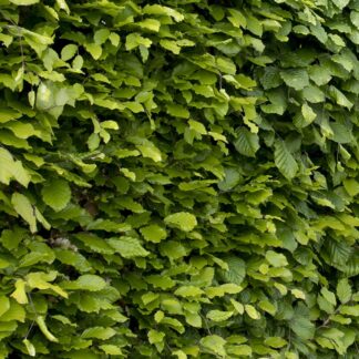 Fagus Sylvatica - Common Green Beech - Hedging - Large 150-200cms Tall