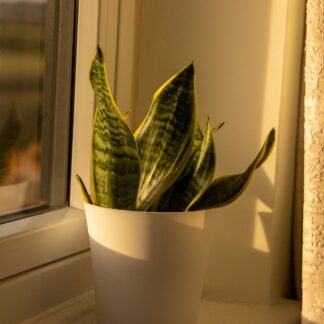 Variegated Snake Plant - Sansevieria - 30-50cm