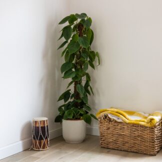 Philodendron Scandens On Mosspole - 130cm