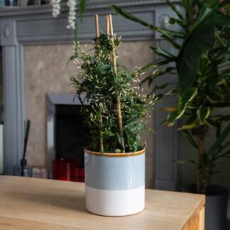 Jasmine Polyanthum White - 40cm